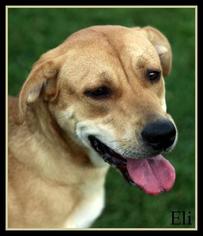Labrador Retriever-Unknown Mix Dogs for adoption in Sullivan, IN, USA