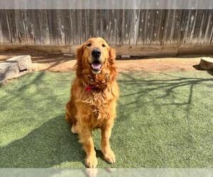 Golden Retriever Dogs for adoption in Clovis, CA, USA