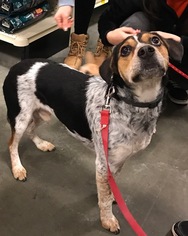 Beagle-Bluetick Coonhound Mix Dogs for adoption in O Fallon, MO, USA