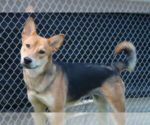 German Shepherd Dog-Unknown Mix Dogs for adoption in Grand Prairie, TX, USA