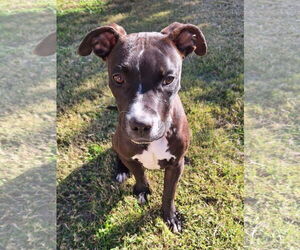 American Pit Bull Terrier-Unknown Mix Dogs for adoption in Polson, MT, USA