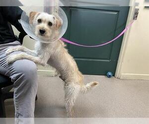 Mutt Dogs for adoption in Pasadena, CA, USA