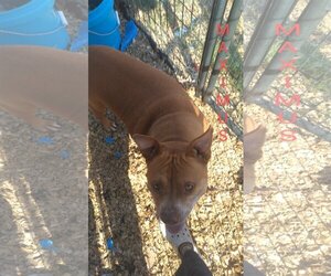 Bulldog Dogs for adoption in Orange Grove, TX, USA