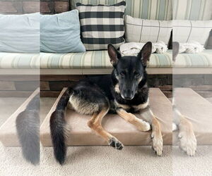 German Shepherd Dog-Unknown Mix Dogs for adoption in Cliffwood, NJ, USA