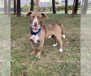 Dorgi Dogs for adoption in Herndon, VA, USA