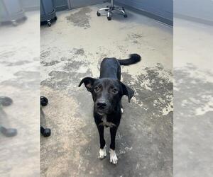 German Shepherd Dog-Unknown Mix Dogs for adoption in Tallahassee, FL, USA