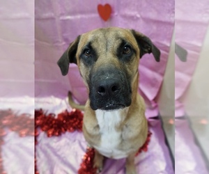 Mastiff-Unknown Mix Dogs for adoption in Silver Spring, MD, USA