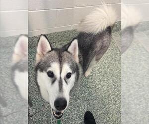 Siberian Husky-Unknown Mix Dogs for adoption in Salisbury, NC, USA