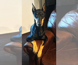 Doberman Pinscher Dogs for adoption in Buffalo, MN, USA