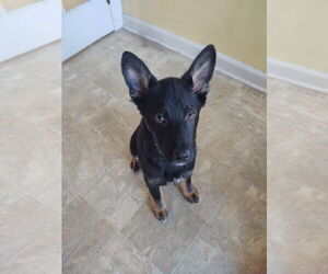 German Shepherd Dog-Unknown Mix Dogs for adoption in La Grange , NC, USA