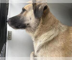 Anatolian Shepherd-Unknown Mix Dogs for adoption in Houston, TX, USA