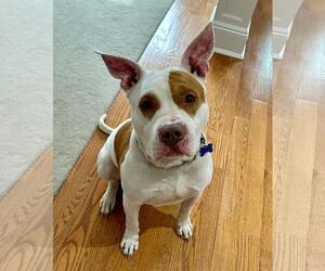 American Pit Bull Terrier-Unknown Mix Dogs for adoption in Spring Lake, NJ, USA