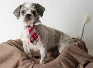 Shih Tzu Dogs for adoption in Sacramento, CA, USA