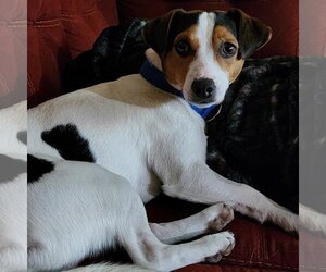 Jack-Rat Terrier Dogs for adoption in Fargo, ND, USA