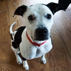 Dalmatian-Unknown Mix Dogs for adoption in Toledo, OH, USA