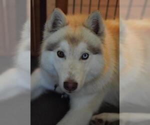 Siberian Husky Dogs for adoption in Holly Springs, NC, USA