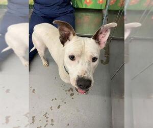 American Pit Bull Terrier-Unknown Mix Dogs for adoption in Waco, TX, USA