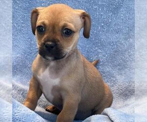 Chihuahua-Spaniel Mix Dogs for adoption in San Diego, CA, USA