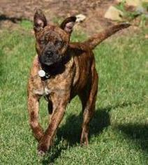 Boxer-Mastiff Mix Dogs for adoption in Newcastle, Ontario, Canada