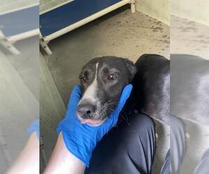 Border Collie-Unknown Mix Dogs for adoption in Stockton, CA, USA
