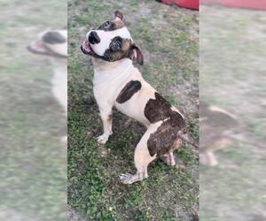 Mutt Dogs for adoption in Sanford, FL, USA