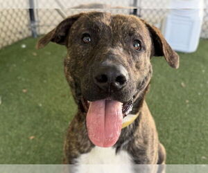 Plott Hound-Unknown Mix Dogs for adoption in Tavares, FL, USA
