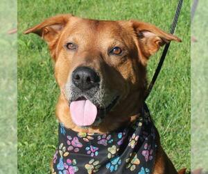 Shepradors Dogs for adoption in Garfield Heights, OH, USA
