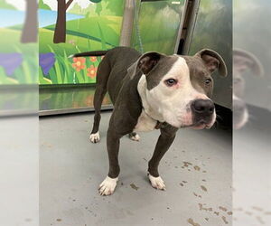 American Pit Bull Terrier-Unknown Mix Dogs for adoption in Waco, TX, USA