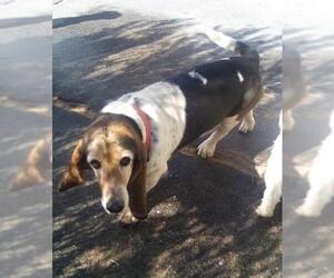 Basset Hound Dogs for adoption in Apple Valley, CA, USA
