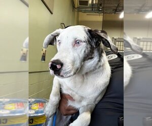 Shepradors Dogs for adoption in Upland, CA, USA