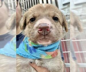 German Shepherd Dog-Unknown Mix Dogs for adoption in Visalia, CA, USA