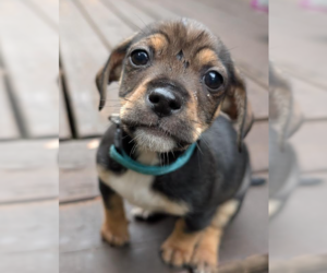 Chihuahua-Unknown Mix Dogs for adoption in Brooklyn Center, MN, USA