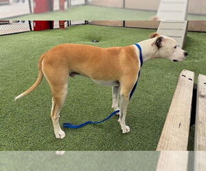 Labrador Retriever Dogs for adoption in Norco, CA, USA