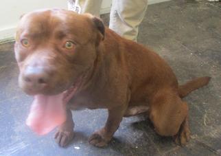 Bullmastiff-Unknown Mix Dogs for adoption in Ozark, AL, USA