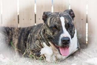 Bull Terrier-Unknown Mix Dogs for adoption in Land O Lakes, FL, USA