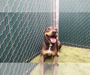 Mutt Dogs for adoption in Downey, CA, USA