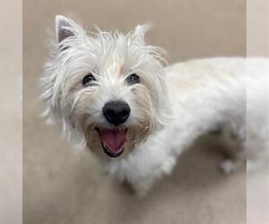 Mutt Dogs for adoption in Aurora, CO, USA