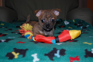 Chihuahua Dogs for adoption in Mechanicsburg, PA, USA
