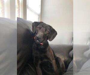 Labrador Retriever-Unknown Mix Dogs for adoption in Gainesville, VA, USA