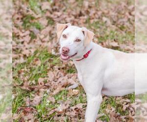 Mutt Dogs for adoption in Montgomery, AL, USA