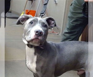 Presa Canario-Unknown Mix Dogs for adoption in Sacramento, CA, USA