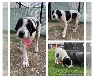 German Wirehaired Pointer-Unknown Mix Dogs for adoption in San Antonio, TX, USA