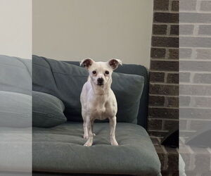 Chihuahua-Unknown Mix Dogs for adoption in St. Louis Park, MN, USA