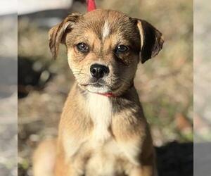 Labrador Retriever-Unknown Mix Dogs for adoption in Yardley, PA, USA