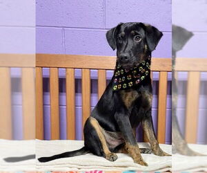 Mutt Dogs for adoption in Genesee, WI, USA