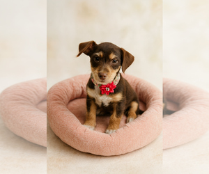 Dachshund-Unknown Mix Dogs for adoption in Phoenix, AZ, USA