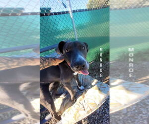American Staffordshire Terrier-Unknown Mix Dogs for adoption in Monte Vista, CO, USA