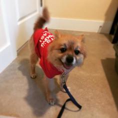 Pomeranian Dogs for adoption in Austin, TX, USA