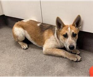 German Shepherd Dog-Texas Heeler Mix Dogs for adoption in HESPERIA, CA, USA