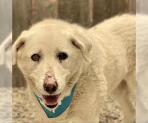 Great Pyrenees Dogs for adoption in Pacific Grove, CA, USA